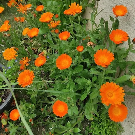 Landsted La Cija Del Abuelo A 1 Hora De Madrid