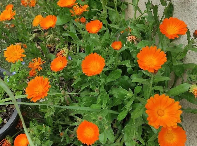 Hétvégi ház La Cija Del Abuelo A 1 Hora De Madrid